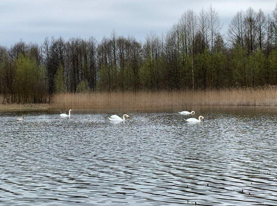Данное фото было представлено в объявлении на 1 участок, озеро, лебеди - кто бы не захотел жить напротив озера..