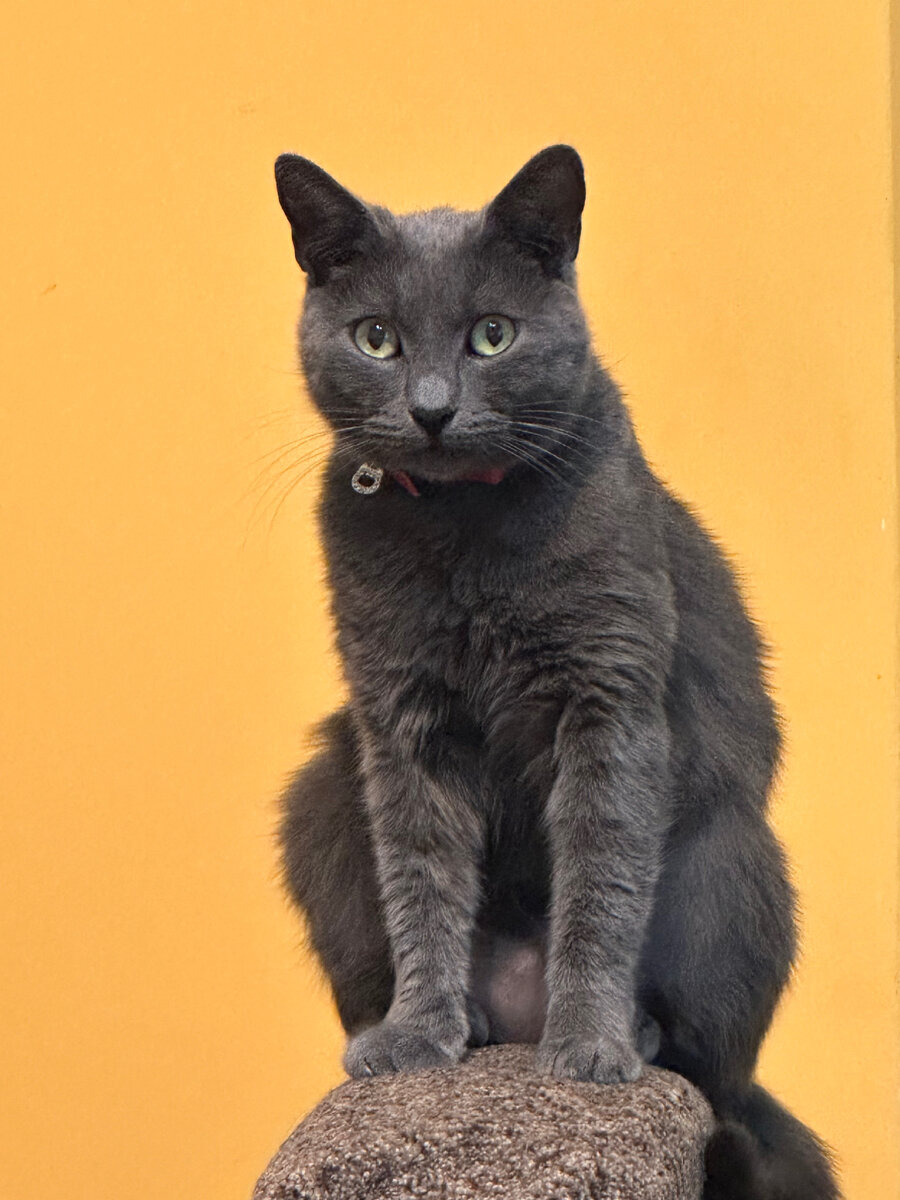 Прогноз ингушетии на неделю. Погода в назрани. Погода в назрани ингушетия. Прогноз ингушетии на неделю. Погода в москве на 15.