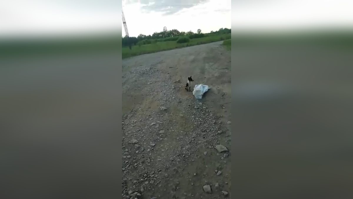 вот такой подарочек в середине лета