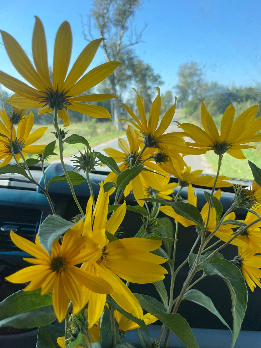 пример из жизни пример. невезение в любви. семейные конфликты. эмоции в переговорах. женщины против мужчин.