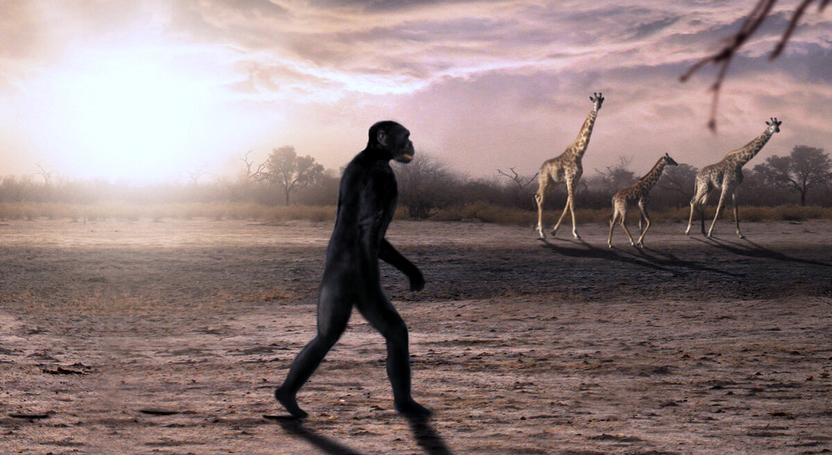 Из открытых источников. Прямохождение.