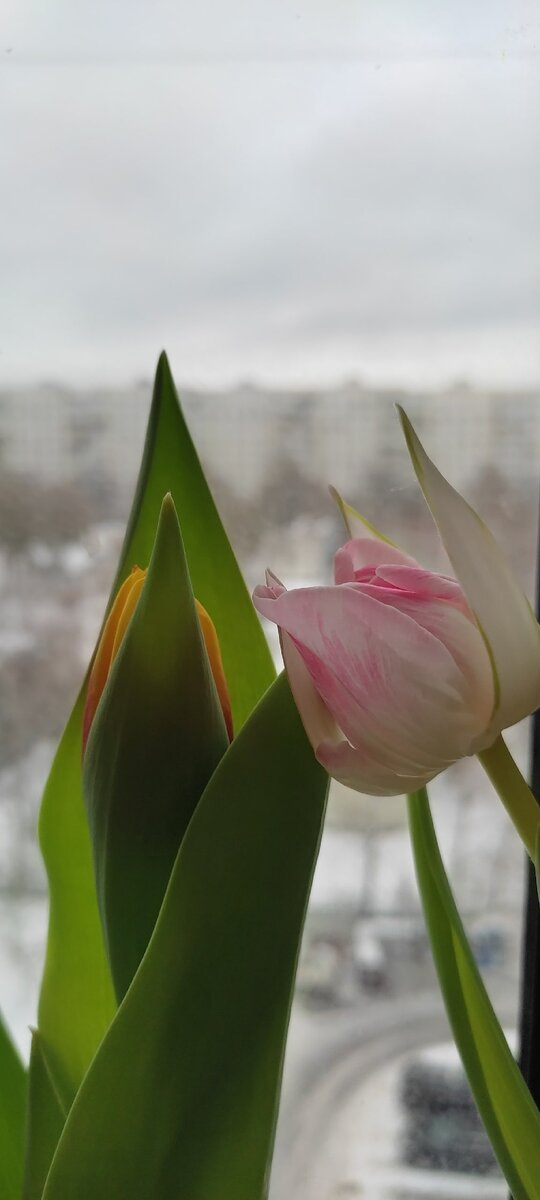 Тюльпаны в горшочках. 