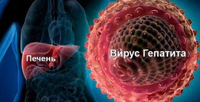 По данным Всемирной организации здравоохранения более миллиарда человек на нашей планете инфицировано вирусами гепатита. Вирусные гепатиты представляют большую, разнородную по этиологии, но схожую по клиническим проявлениям группу заболеваний. Исходом перенесенного острого заболевания часто являются хронический гепатит, цирроз печени и рак печени. Источником заражения являются: человек, больной острым, хроническим гепатитом или носитель вируса, у которого клинические проявления заболевания отсутствуют.