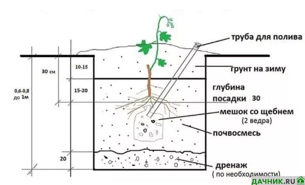 посадка винограда в грунт весной. посадка винограда весной саженцами в открытый грунт. посадка винограда весной саженцами в открытый грунт. схема посадки саженца винограда. высадка саженца винограда в грунт.
