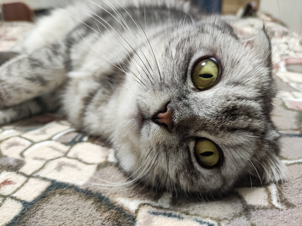 Если я слышу, что Грей сейчас извергнет шерсть, то хватаю его в охапку и бегу в ванную 