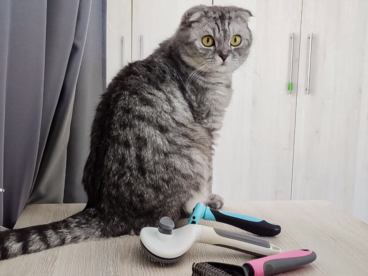 Шерсть нужно периодически вычёсывать, чтобы кот её меньше проглатывал