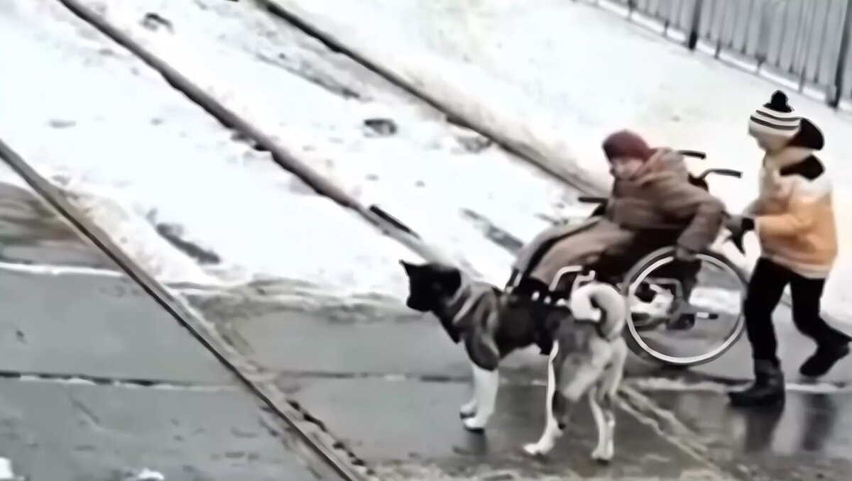     В соцсетях распространяется трогательное видео, на котором мальчик с собакой помогли бабушке-инвалиду. Ее коляска застряла на рельсах, поэтому она не могла сдвинуться с места. Героям видеозаписи пришлось проявить смекалку и приложить усилия, но они смогли помочь незнакомой бабушке в трудную минуту.