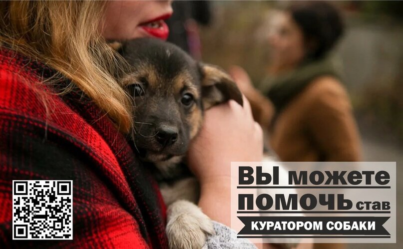 Такса рычит. Деннис куэйд собачья жизнь 2. Собака крупным планом. Собачья жизнь бейли. Фильм собачья жизнь 1.