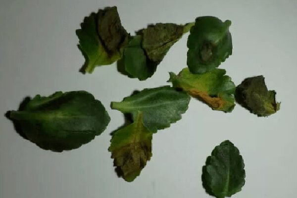 Каланхоэ пожухли листья. Каланхоэ осыпается. Стеблевая гниль каланхоэ. Каланхоэ червец. Каланхоэ блоссфельда скручиваются листья.