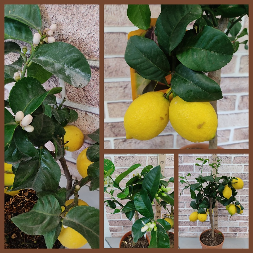 цитрофортунелла лимон. лимон из косточки. лимонное дерево из косточки. лимон в горшке из косточки. лимон из косточки.