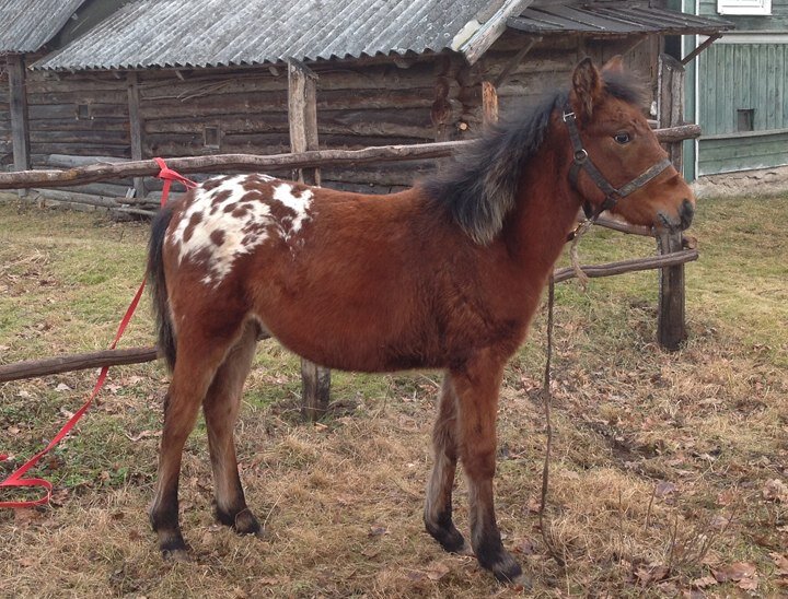 Первые минуты в деревне, декабрь 2014