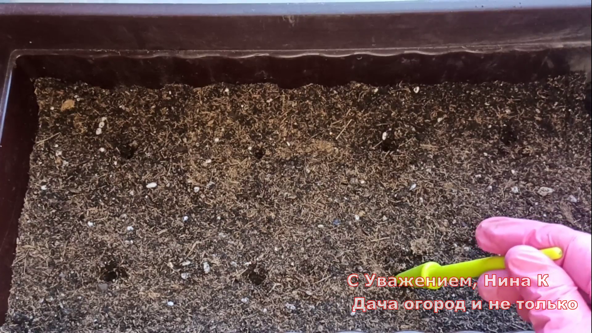 Брюссельская капуста пикировка рассады. Можно посадить в открытый грунт. Овощи на грядке. Посадка огорода. Можно посадить в открытый грунт.