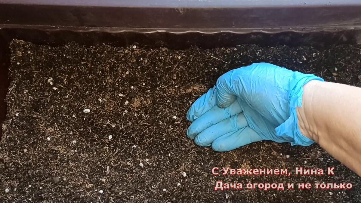 шпинат огородный рассада. посадка роз весной в открытый грунт. сажать семена. что посадить в открытый грунт. овощи на огороде.