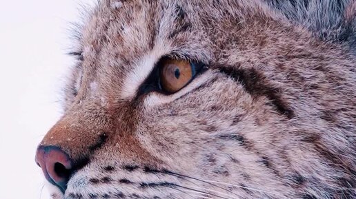 вся зала следила за каждым движением пары. девушка без сознания на руках. молодежные мелодрамы. красивый мужчина в очках и девушка. вся зала следила за каждым движением пары.