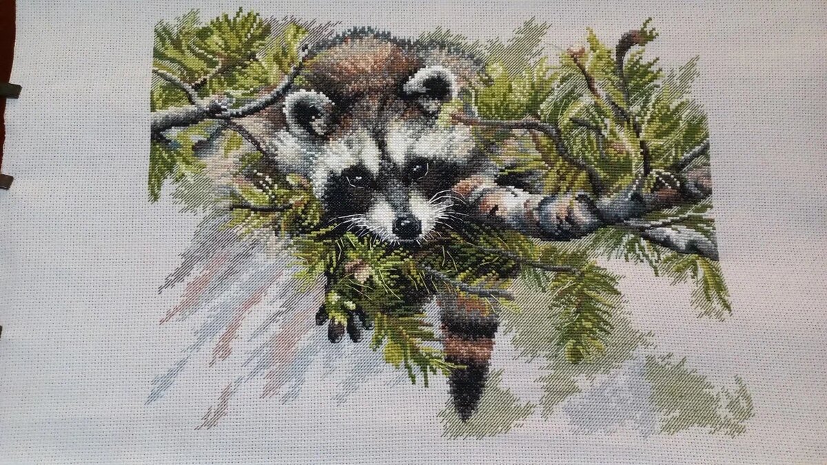 любопытный енот от Овен, финиш у Персианки