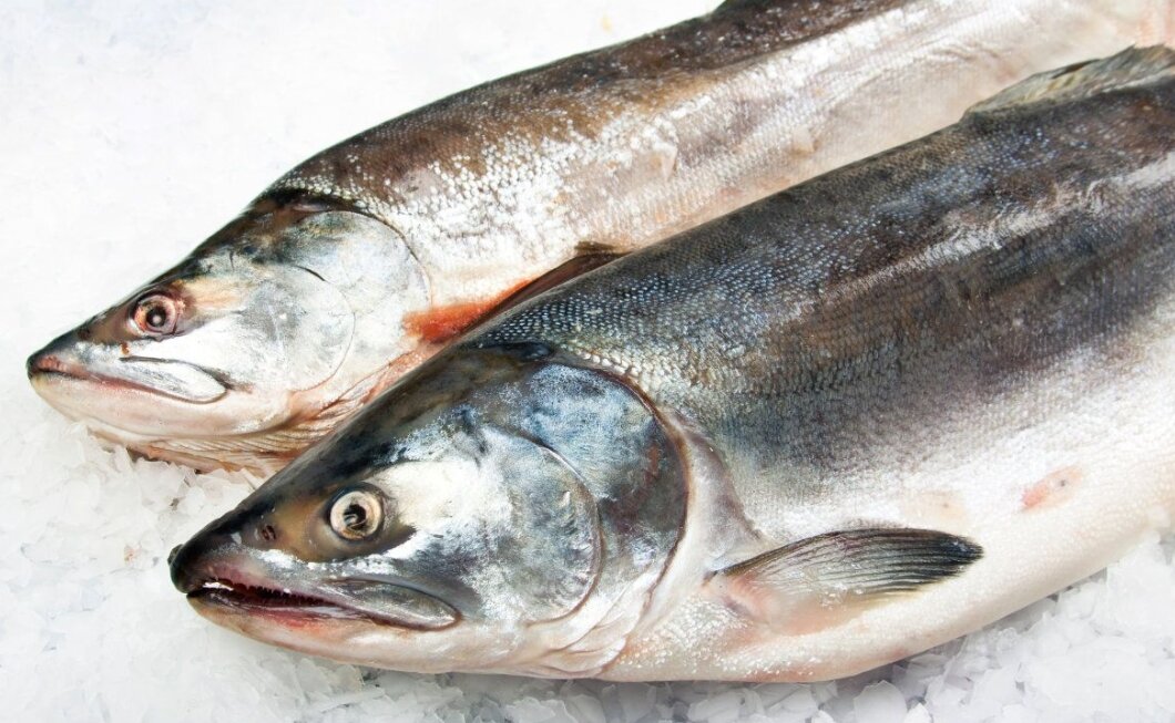 промысловые рыбы. северная рыба. пресноводные рыбы америки. рыба названия список. сиг рыба семейства лососевых.