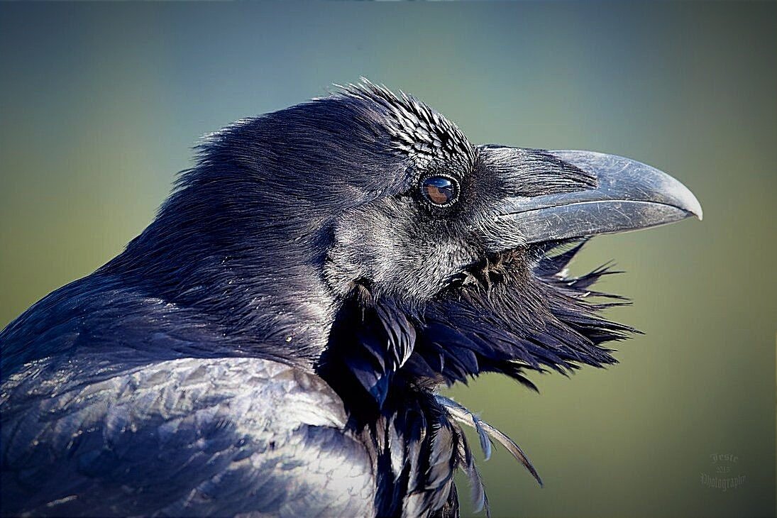 Ворон. Бородатый интеллектуал. ФОТО И ИЛЛЮСТРАЦИИ ВЗЯТЫ ИЗ ОТКРЫТЫХ ИСТОЧНИКОВ И ПРИНАДЛЕЖАТ ИХ АВТОРАМ.