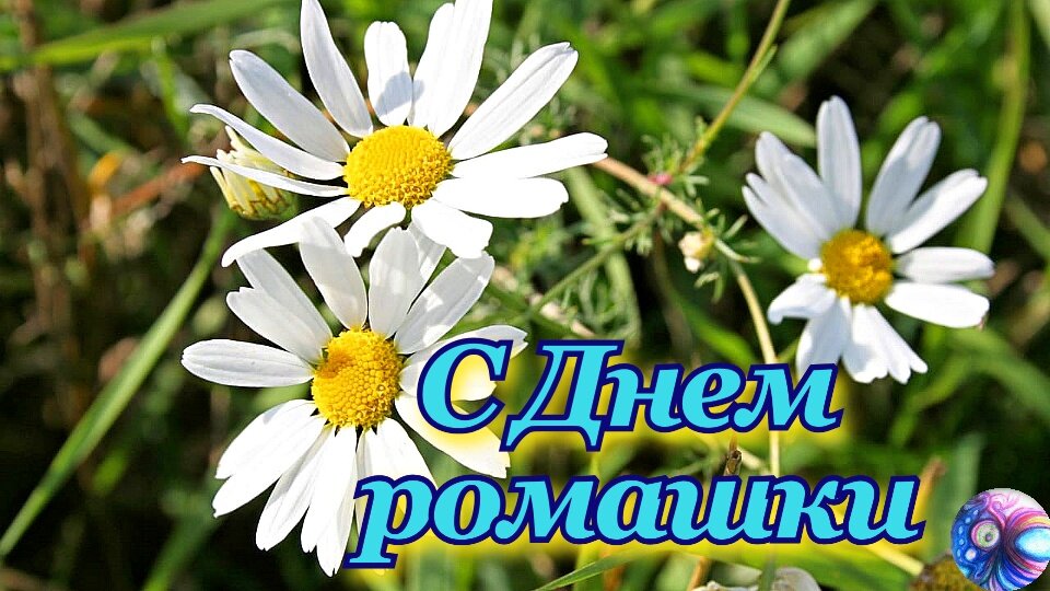 С днем ромашек картинки с надписями красивые. Красивый букет из ромашек. Добрый вечер ромашки. Открытки с ромашками. С днем ромашек картинки с надписями красивые.