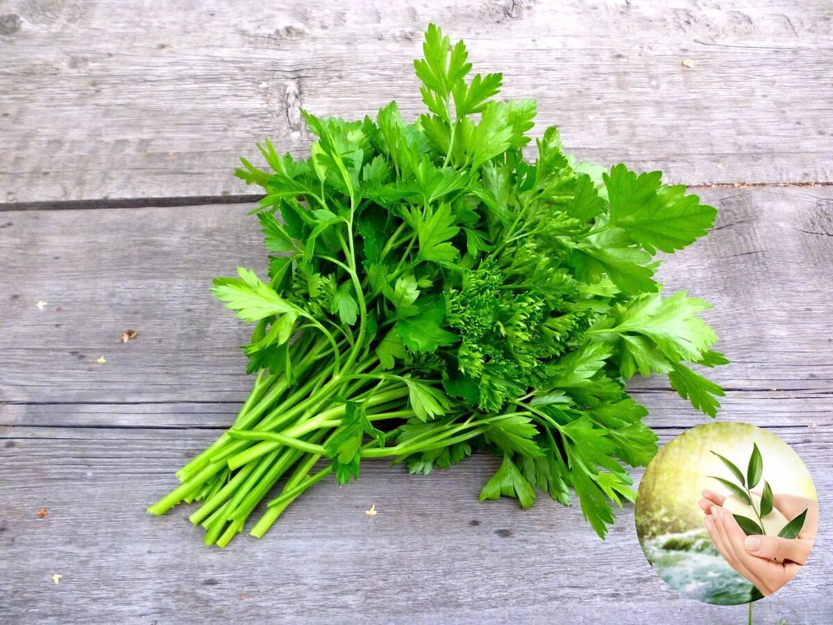Петрушка. Maydanoz. Салат с петрушкой. Зелень петрушка кинза. Петрушка бутербродная аэлита.