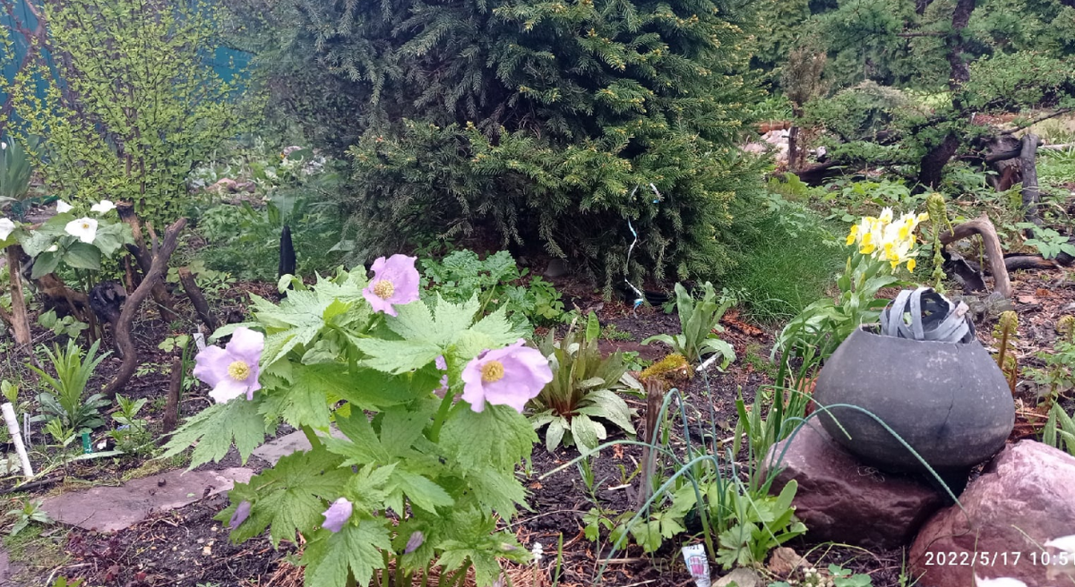 будущий теневой уголок