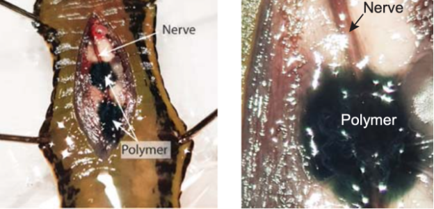 Фото взято из открытых источников. Биополимер окружает нервную ткань пиявки. 