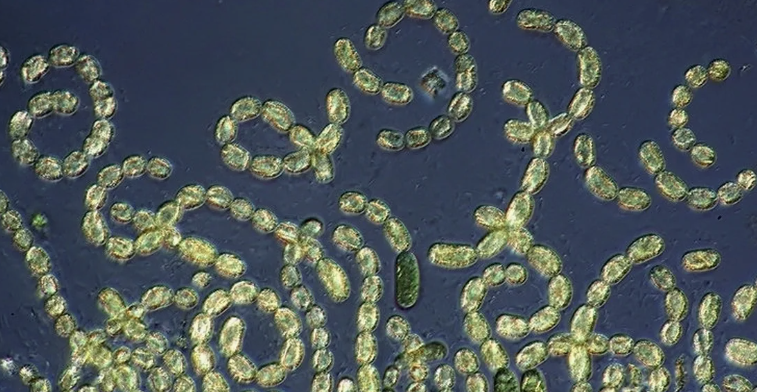 зооглея - симбитические отношения грибных культур.