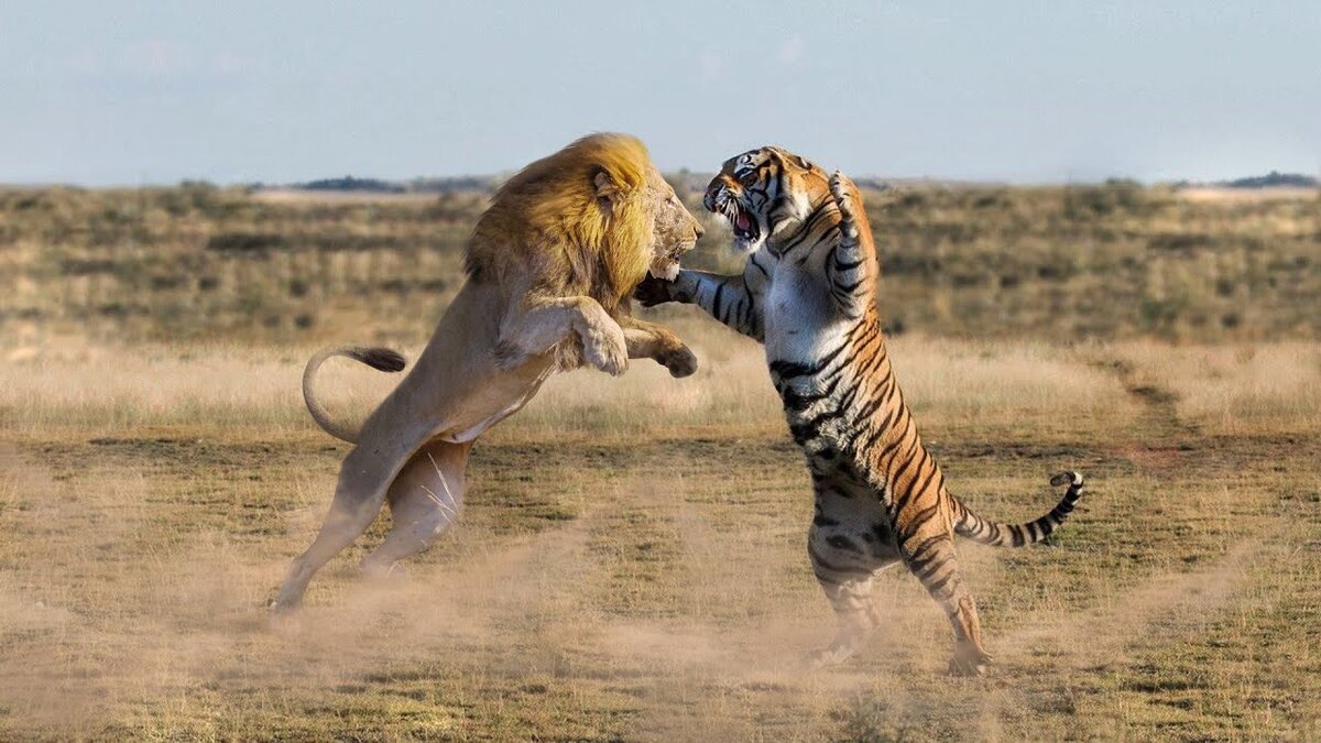 Вот любопытный факт, что согласно статистики тигр более опасное животное чем лев, но тигр и сильнее льва. Есть много предположений кто победит лев или тигр, но поскольку они живут в разных средах обитания, то можно только полагаться на характеристики каждого. Лев меньше весит, но чуть выше. Тигр весит на 8%-15% больше, это и является важным фактором в бою. Но это все условно. Фото из открытых источников.