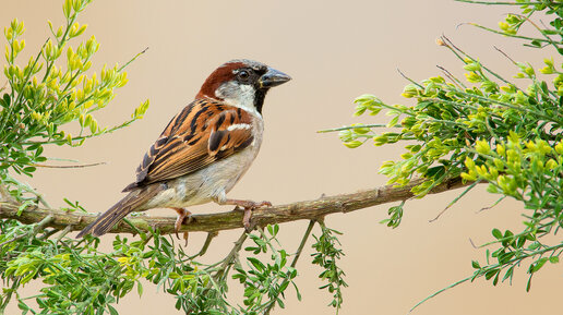 воробышек рассказ на дзен. воробей домовый passer domesticus. воробышек рассказ на дзен. из воробьиных. евгений чарушин воробей.