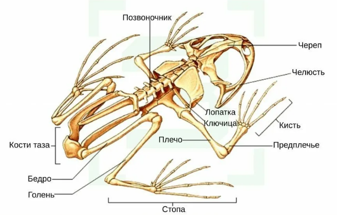 Тип хордовые доказательства. Тип хордовые доказательства. Признаки типа хордовые. Общие признаки строения хордовых. Зубы конодонтов.