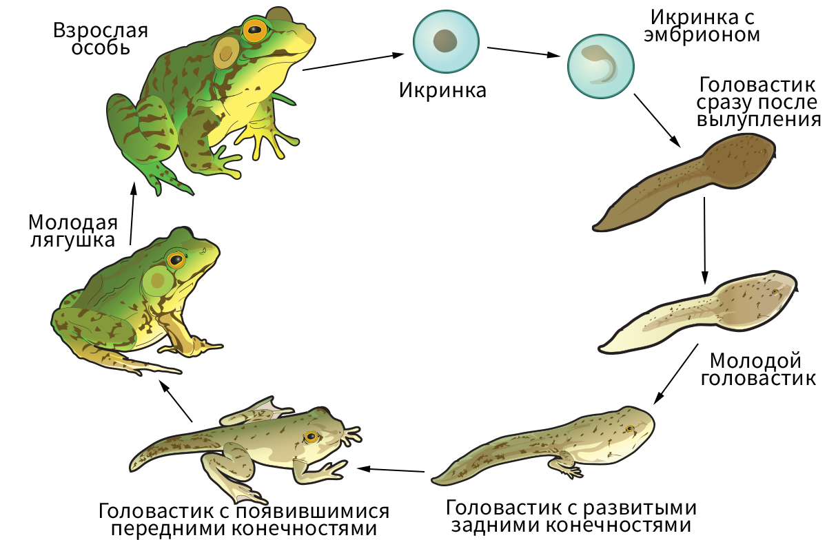 Характерные особенности типа хордовые. Хордовые подтип бесчерепные. Тип питания хордовых. Тип хордовые подтип бесчерепные общая характеристика. Ланцетник калифорнийский тип питания.