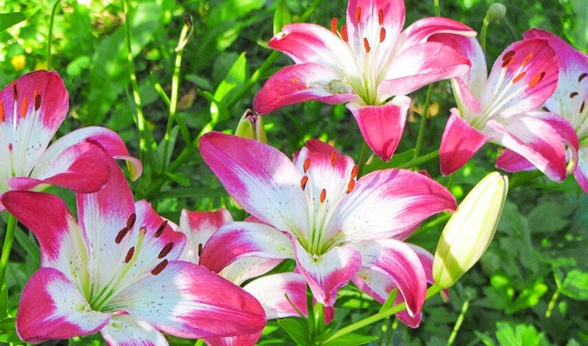 Листайте галерею для просмотра. Лилии.