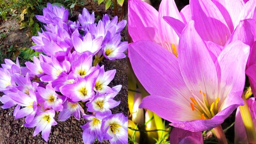 Цветение безвременника.