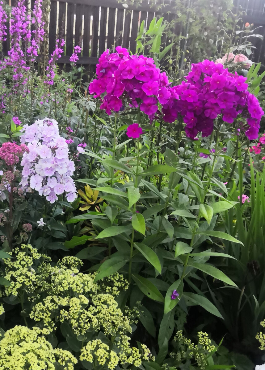 3. Безымянный флокс