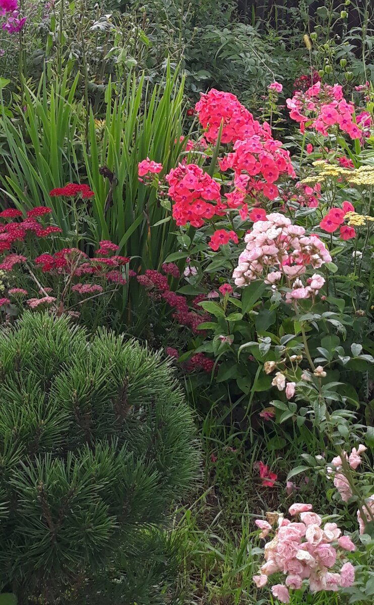 Туя даника на клумбе. Екатерининский парк миксбордер. Цветник туя гортензия хоста. Клумбы с крупнолистными гортензиями. Садик хвойников ландшафт.