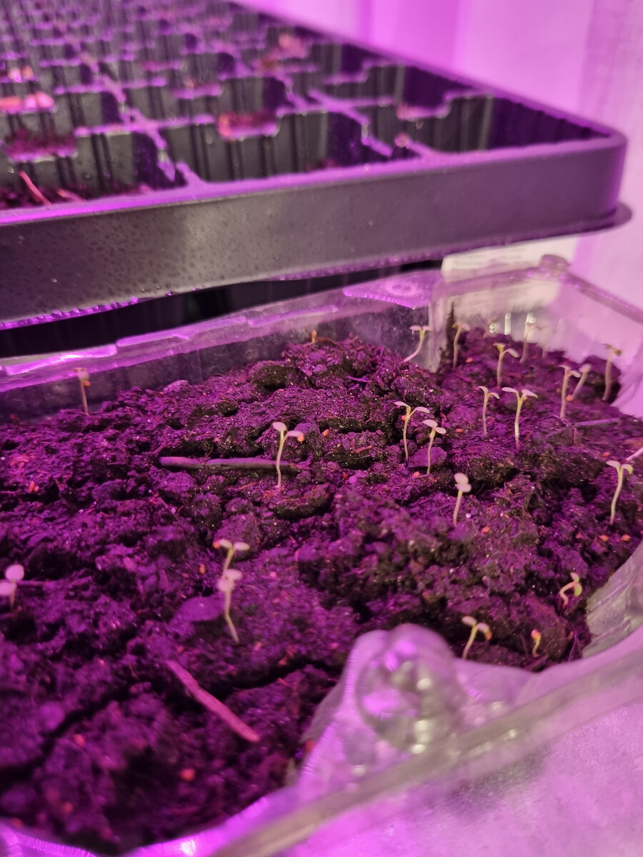 Моя рассада