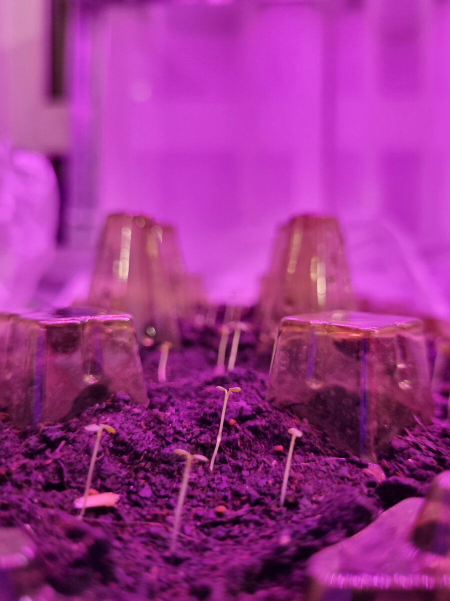 Мои микро-всходики