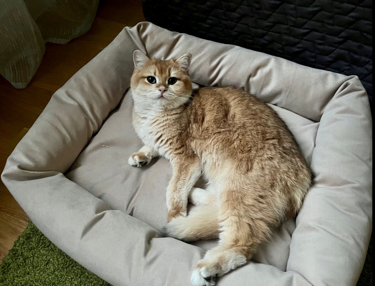 Золотая шиншилла - выпускница питомника Максельпоинт.