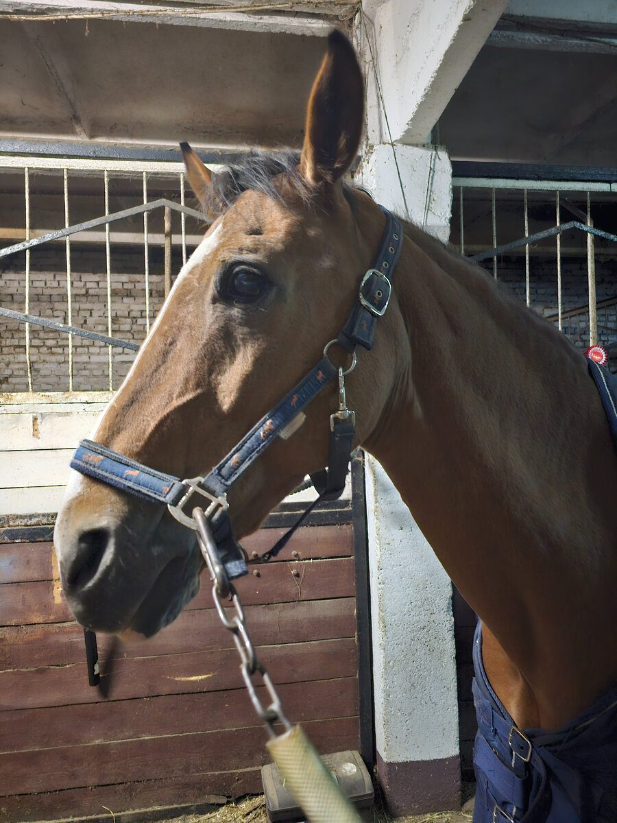 Мой любимый Реал. Фотки трехлапой не нашлось, зато лошадка в тему)
