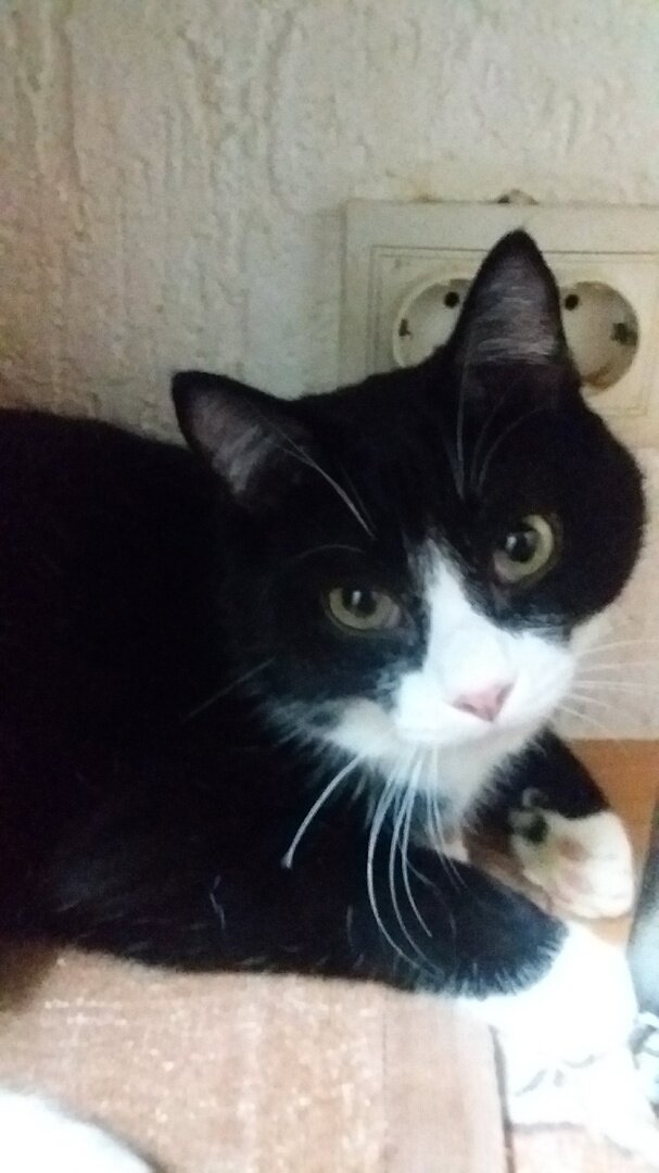 Чип после операции