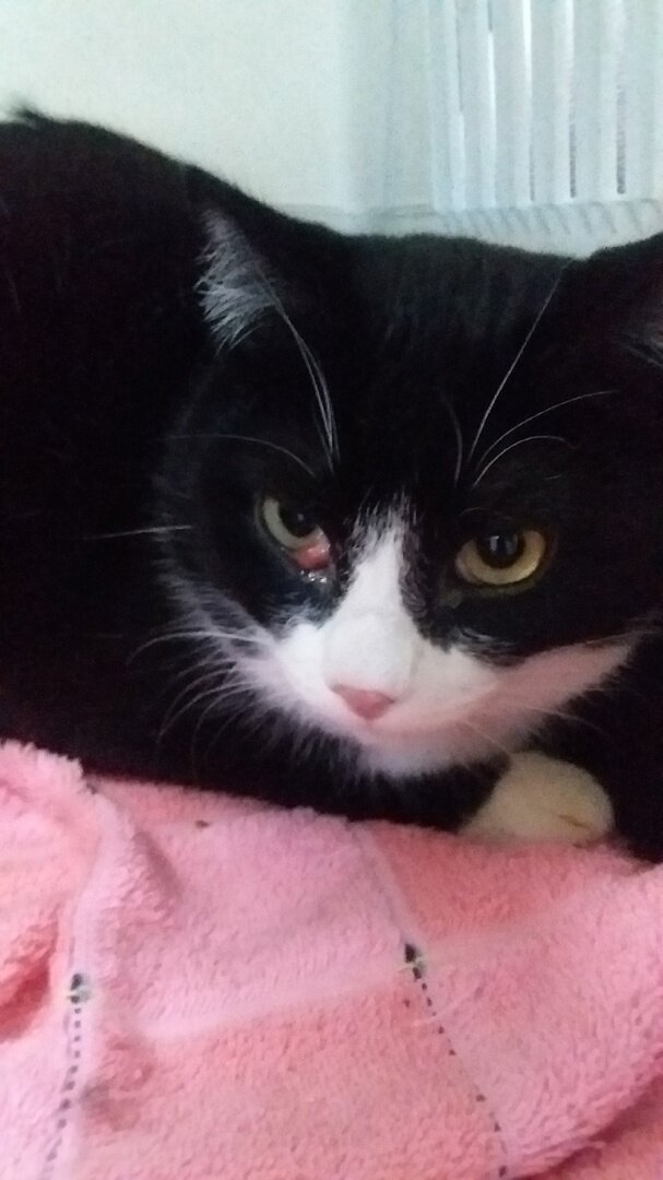 Чип до операции