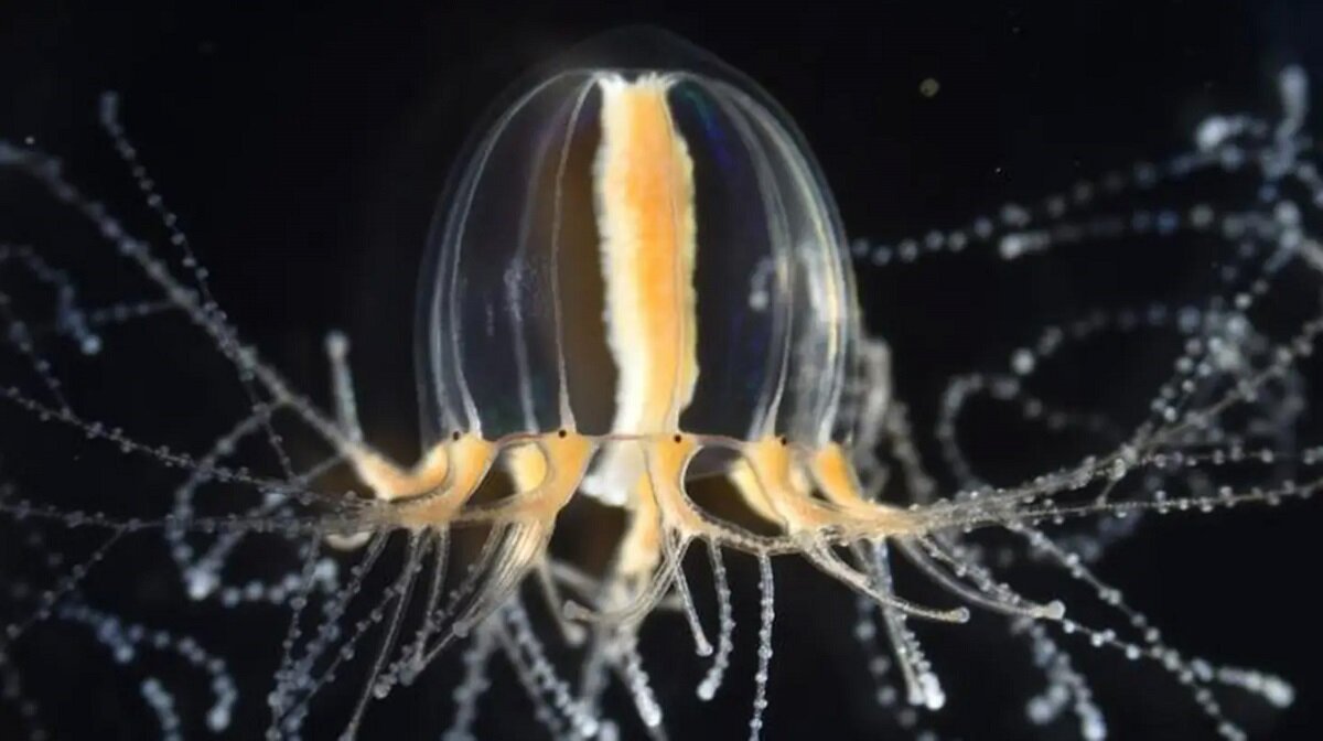 Медуза Cladonema pacificum
