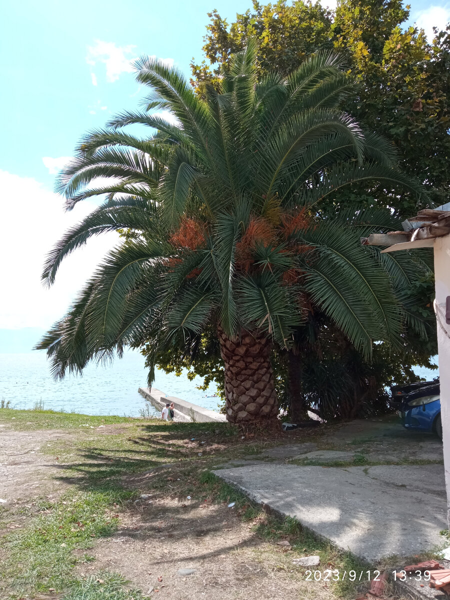 Фото автора финиковая пальма в Новом Афоне в Абхазии