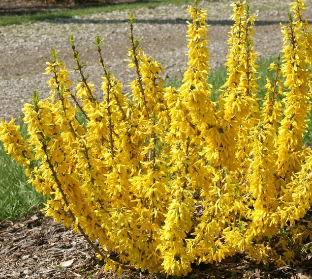 Форзиция (Forsythia). 