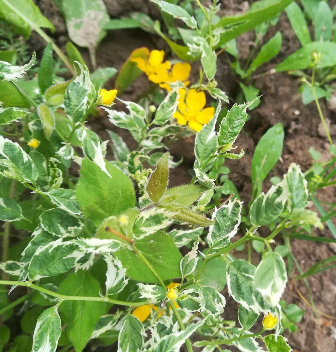 Керрия (Variegata).