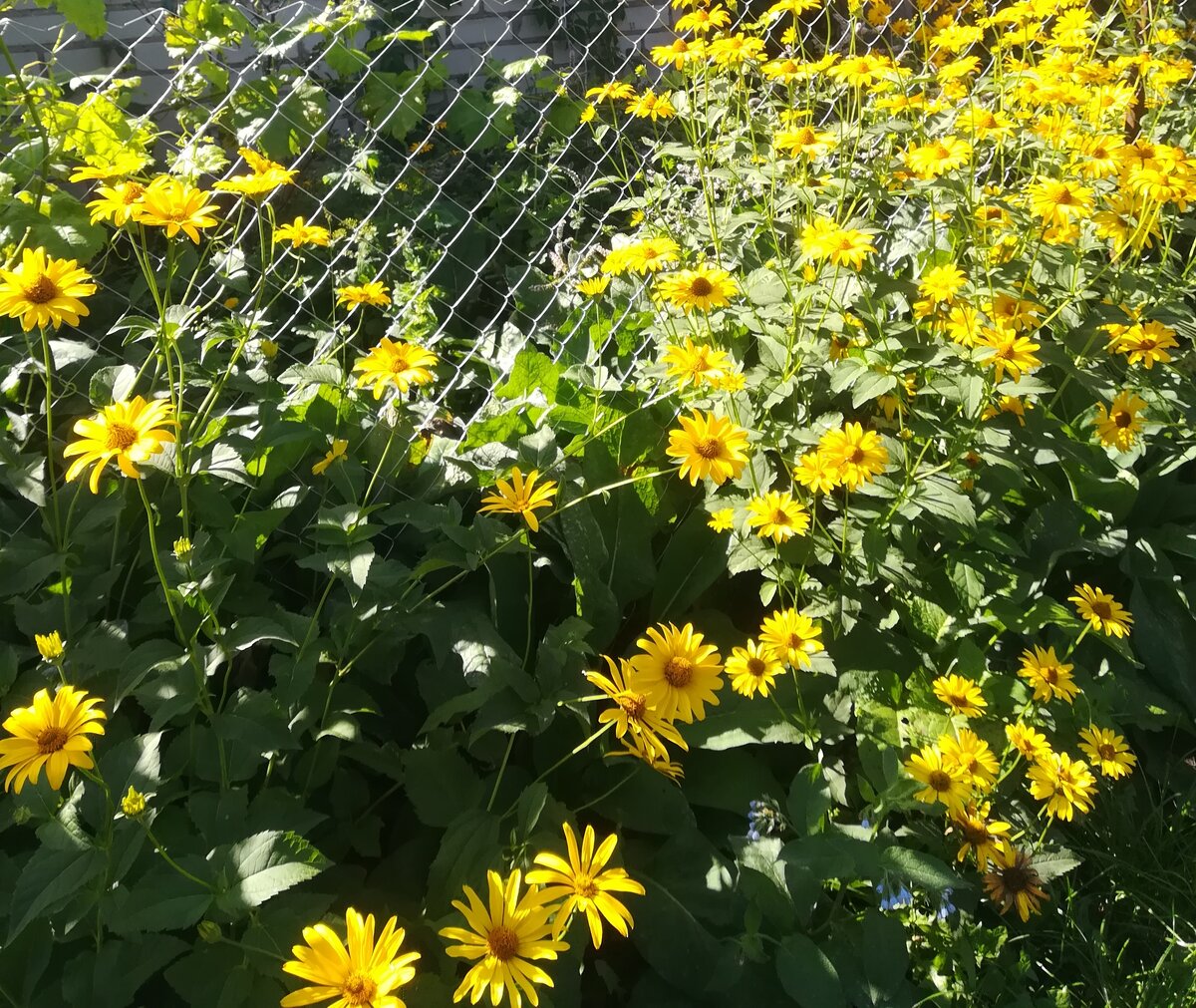 букет с желтой альстромерией. желто оранжевый букет. желтый букет сон. букет из желтых роз. открытка с цветами тюльпанами букет желтые нежные.