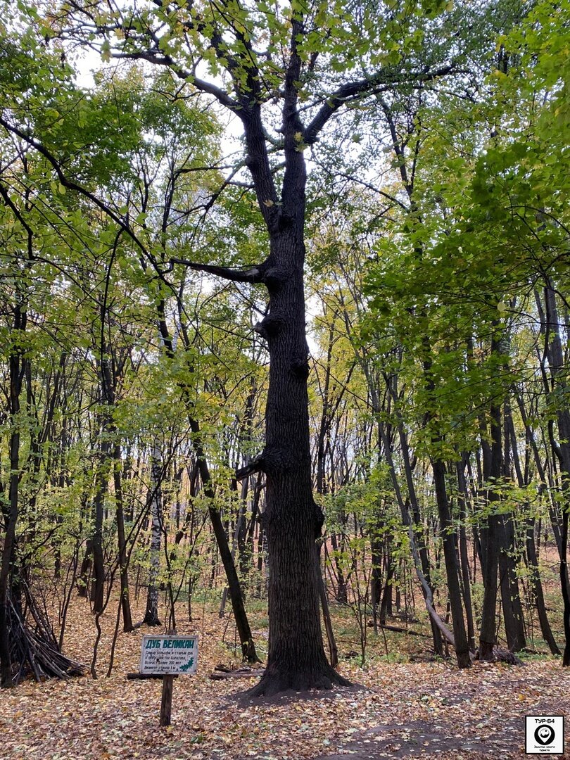 №1 («Дуб-великан»)