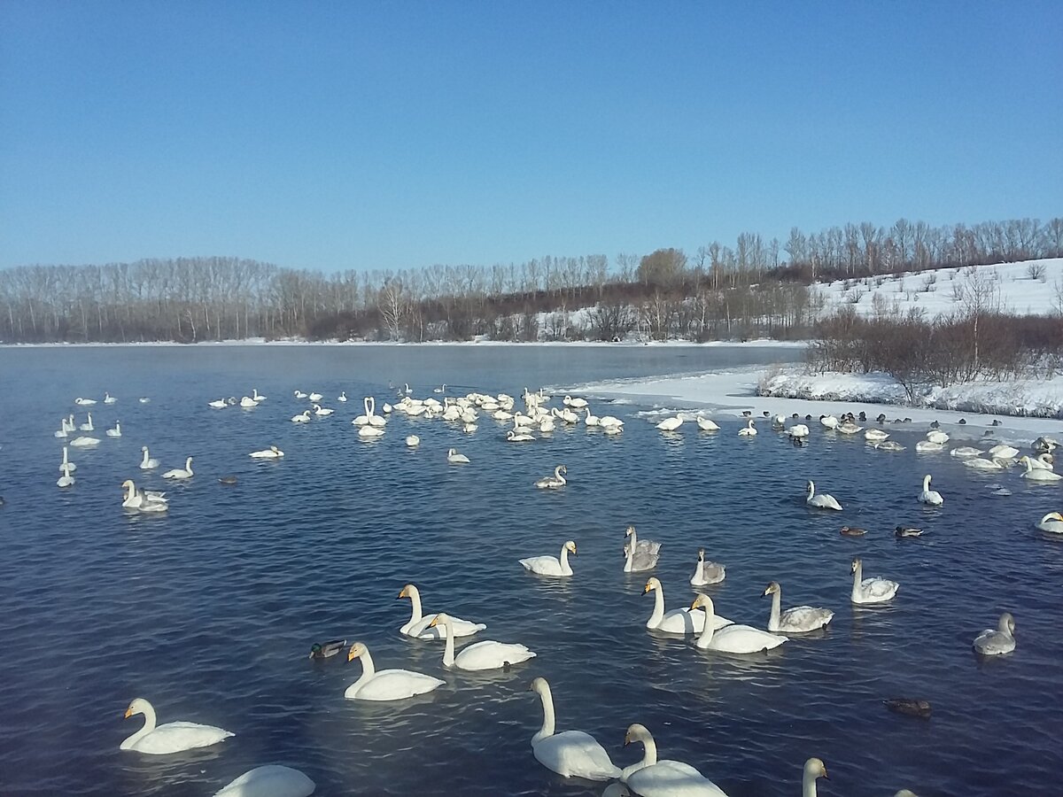 Алтай, озеро Светлое