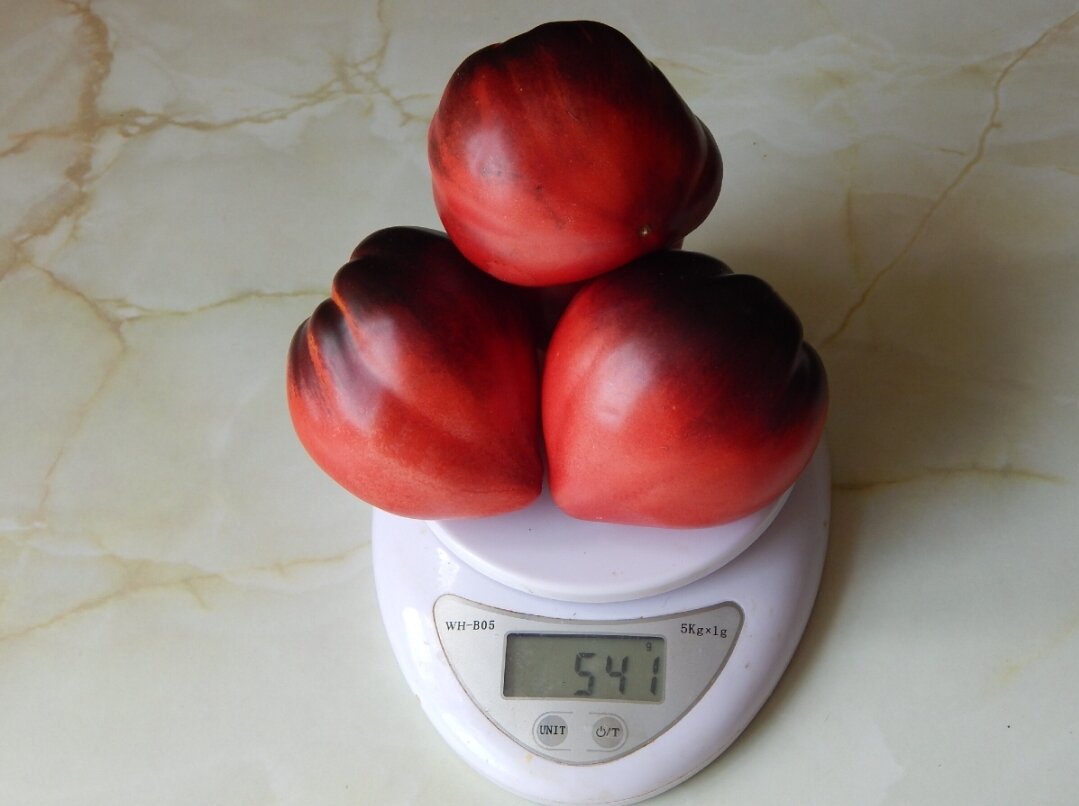 Томат Сержант Пеппер (Sgt. Pepper). Фото автора