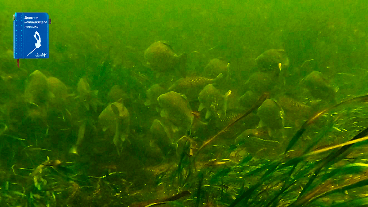 Стайка карасиков мирно паслась на солнечной полянке.