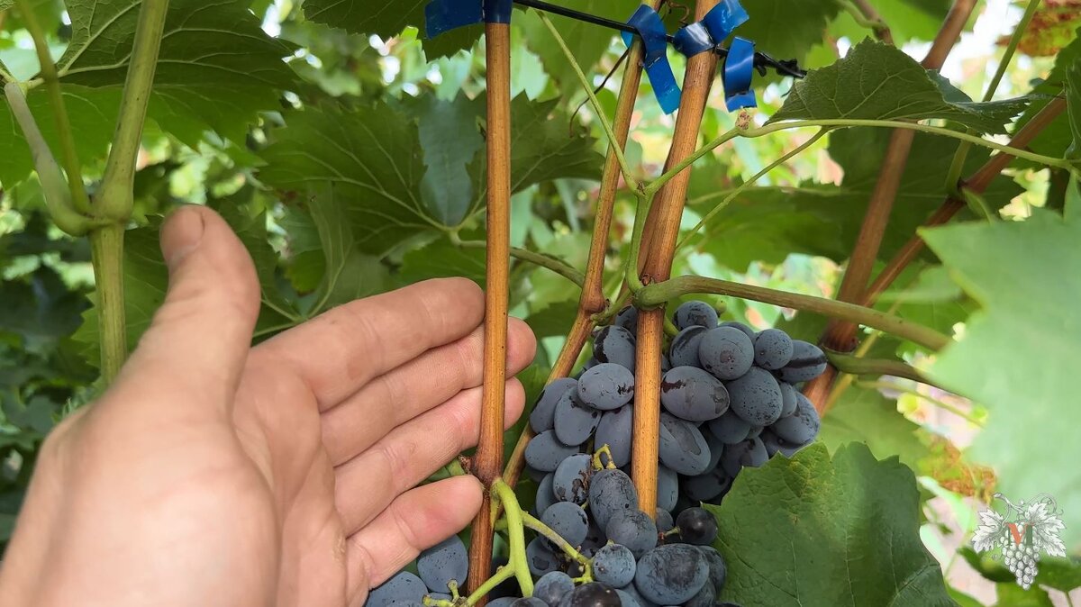 Сколько изюма получается из винограда. Изюм получается в процессе сушки. Изюм получается в процессе сушки винограда сколько. Прототип задания 13 99574. Задача про сушку винограда.